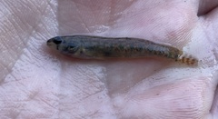 Etheostoma gracile