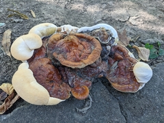 Ganoderma sessile