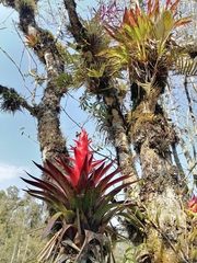 Tillandsia imperialis