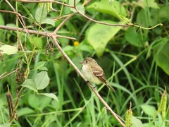 Empidonax