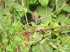 Empidonax