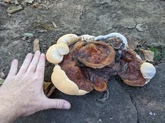 Ganoderma sessile