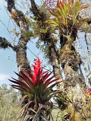 Tillandsia imperialis