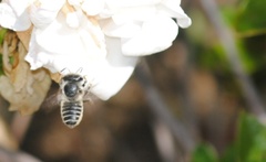 Megachile texana