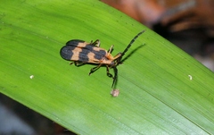 Calopteron