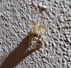 Thaumetopoea herculeana