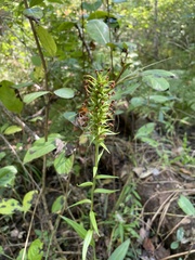 Platanthera cristata