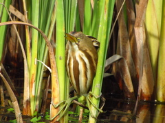 Ixobrychus involucris