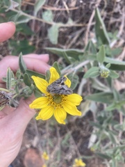 Autographa californica
