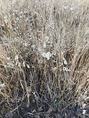 Lepidium perfoliatum
