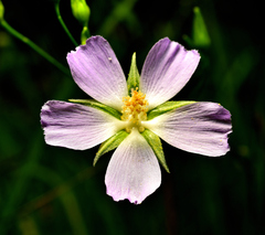 Callirhoe alcaeoides