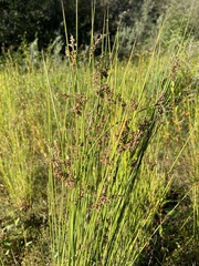 Juncus effusus