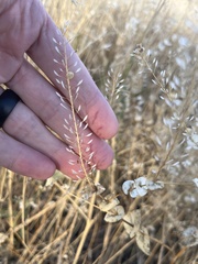 Lepidium perfoliatum