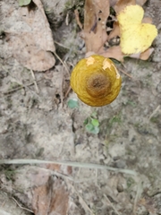 Fungi