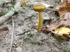 Fungi