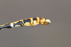 Erpetogomphus heterodon