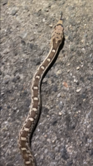 Pituophis catenifer deserticola