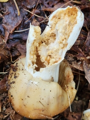Russula fragrantissima