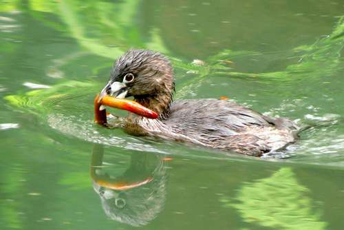 Zampullín picogrueso (Podilymbus podiceps)