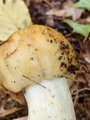 Russula fragrantissima