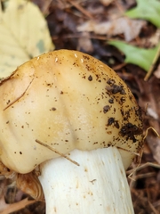 Russula fragrantissima