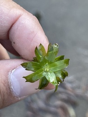 Egeria densa
