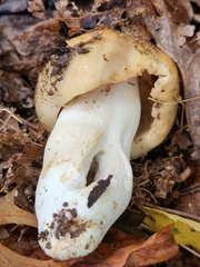 Russula fragrantissima