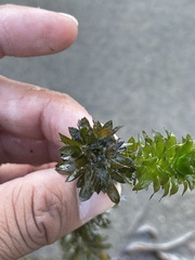 Egeria densa