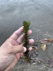 Egeria densa