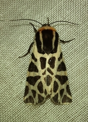 Cymbalophora pudica
