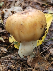 Russula fragrantissima