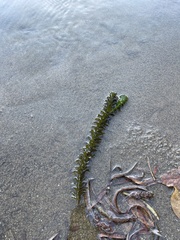 Egeria densa
