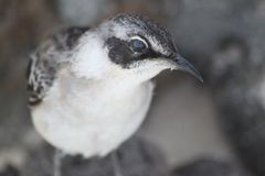 Mimus parvulus