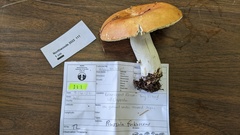 Russula fulvescens
