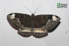 Erebus caprimulgus