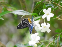 Cyclosia pieridoides