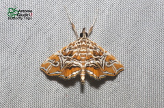 Paracymoriza vagalis
