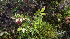 Sorbus decora