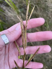 Sporobolus pumilus
