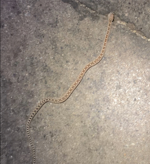 Pituophis catenifer deserticola