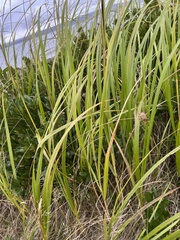 Sporobolus pumilus