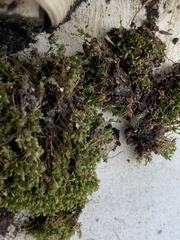 Funaria hygrometrica