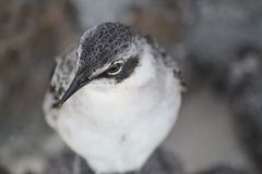 Mimus parvulus