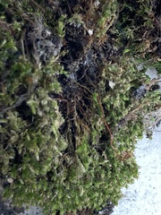 Funaria hygrometrica
