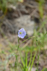 Linum lewisii