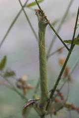 Biston betularia