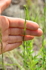 Linum lewisii
