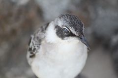 Mimus parvulus