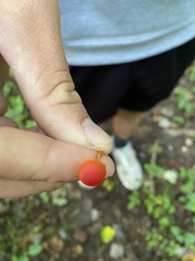 Hygrocybe cantharellus