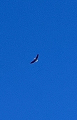 Haliaeetus leucocephalus